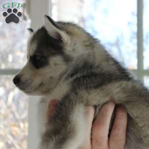 Bella, Siberian Husky Puppy